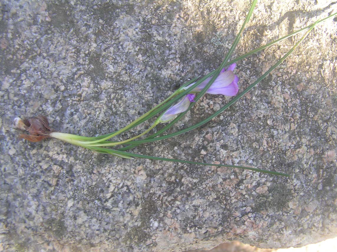 Romulea columnae e R. ligustica